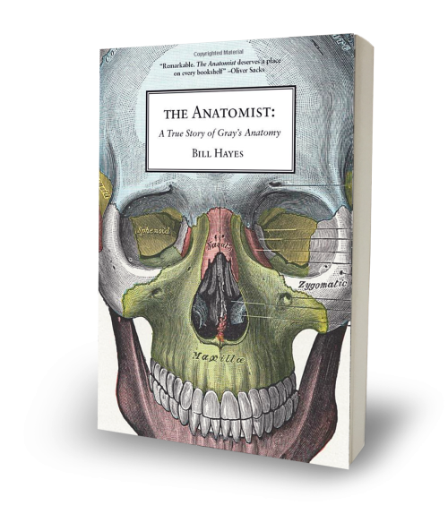 the-anatomist-transparent